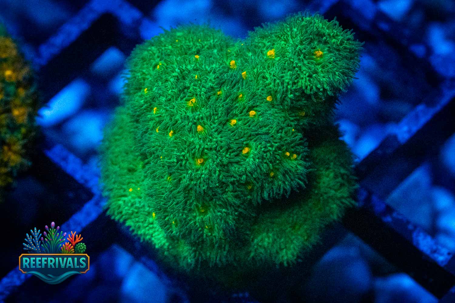 WWC Harvest Moon WYSIWYG coral image | ReefRivals WWC Harvest Moon coral image from ReefRivals, listed as Psammocora sp. and Encrusting