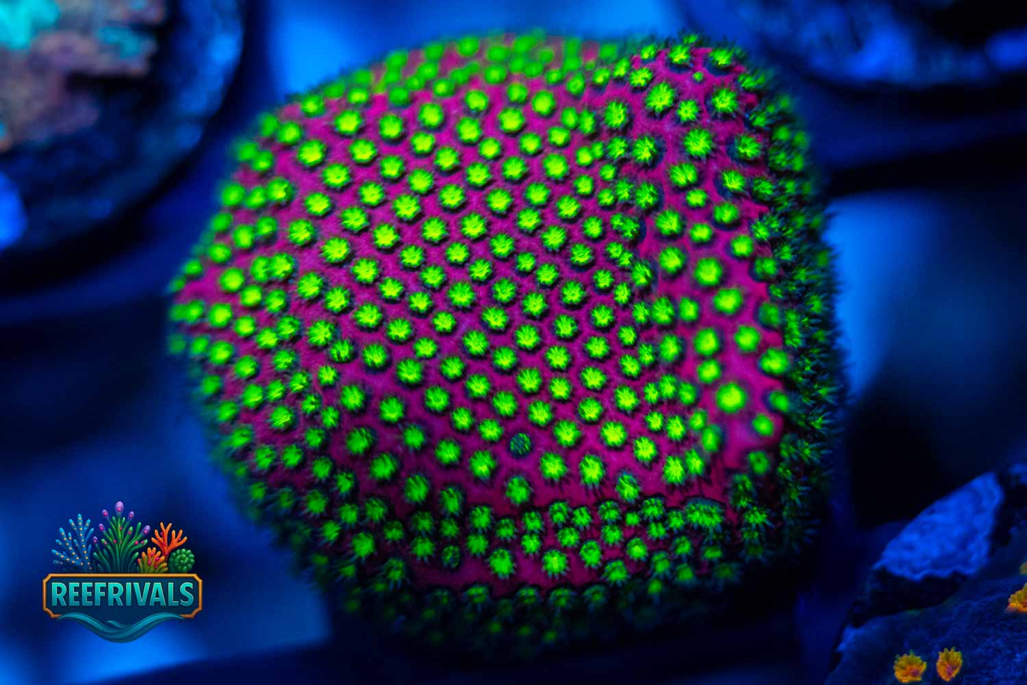 WWC Electric Daisy Lepto WYSIWYG coral image | ReefRivals WWC Electric Daisy Lepto coral image from ReefRivals, listed as Leptoseris sp. and Encrusting