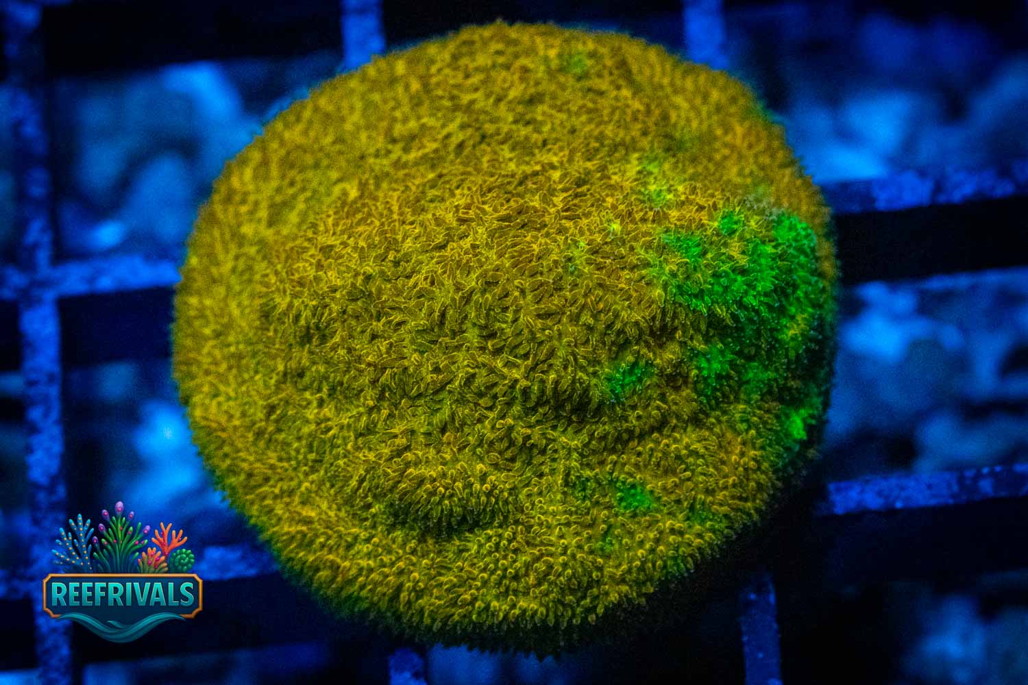 ECC Lucky Charms coral image from ReefRivals, listed as Lithophyllon Sp. and Encrusting