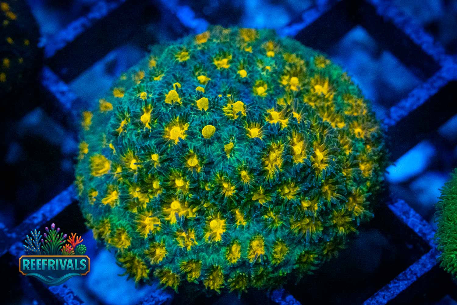 John Deere WYSIWYG coral image | ReefRivals John Deere coral image from ReefRivals, listed as Leptastrea sp. and Encrusting