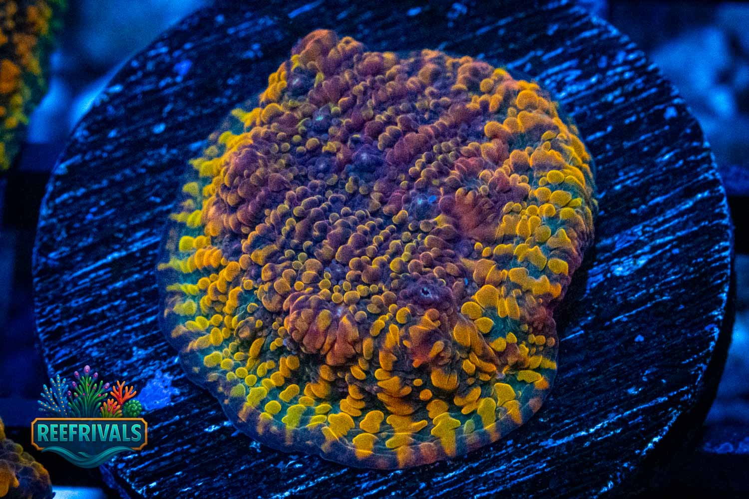 CC Cloudberries Chalice coral image from ReefRivals, listed as Echinophyllia sp. and Chalices