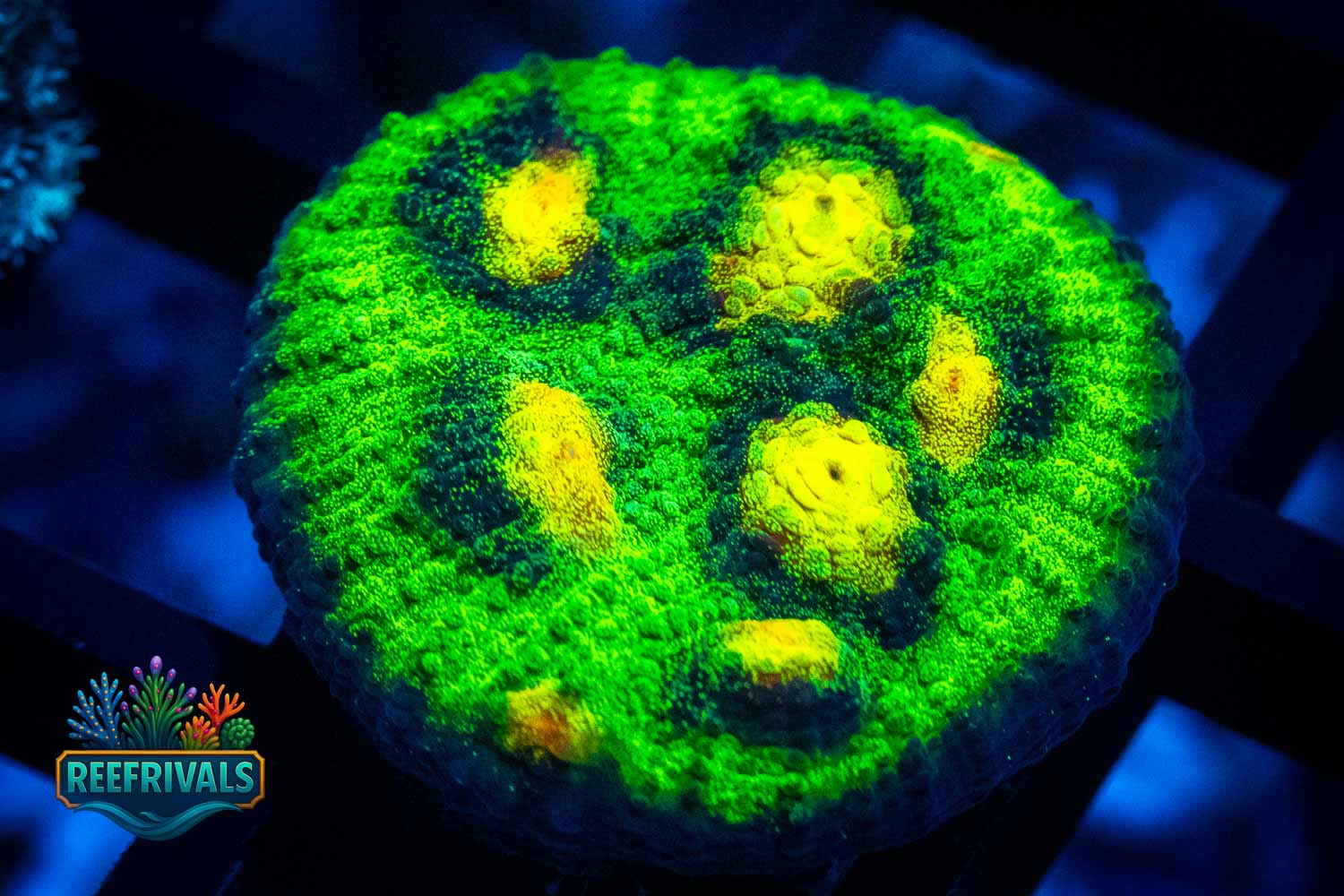 Raja Rampage Chalice coral image from ReefRivals, listed as Oxypora sp. and Chalices