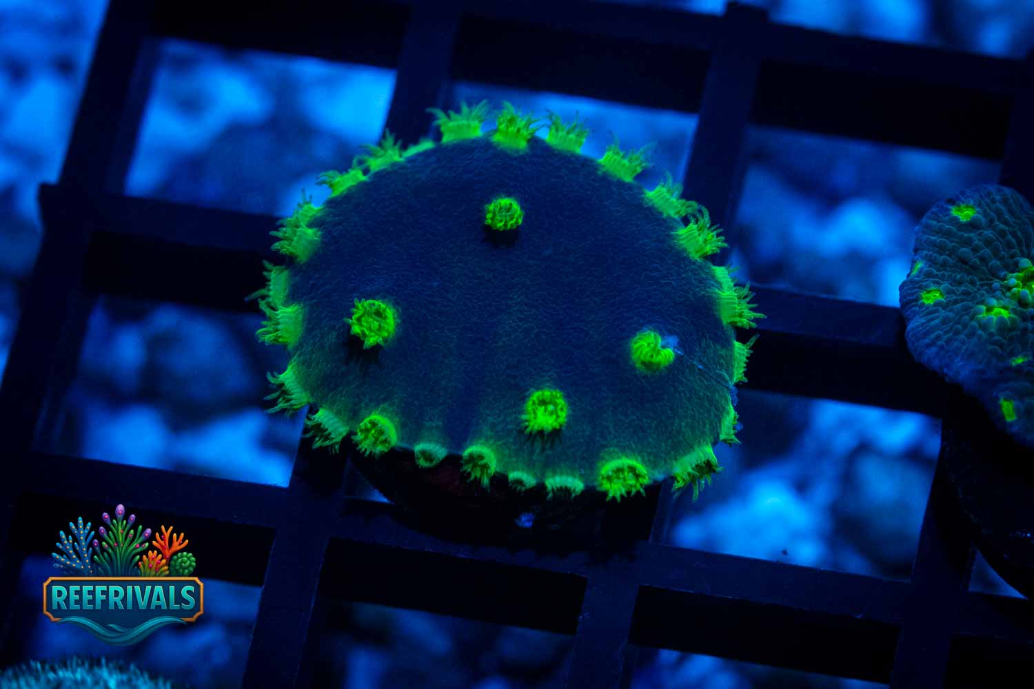 Purple Scroll Turbinaria coral image from ReefRivals, listed as Turbinaria reniformis and SPS Plating