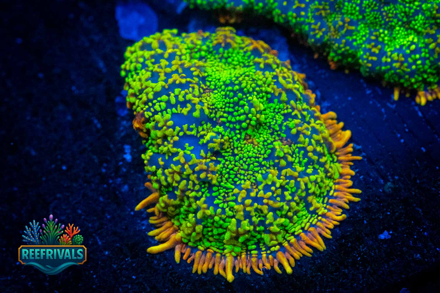 RVL Stained Glass Mushroom WYSIWYG coral image | ReefRivals RVL Stained Glass Mushroom coral image from ReefRivals, listed as Ricordea yuma and Mushrooms