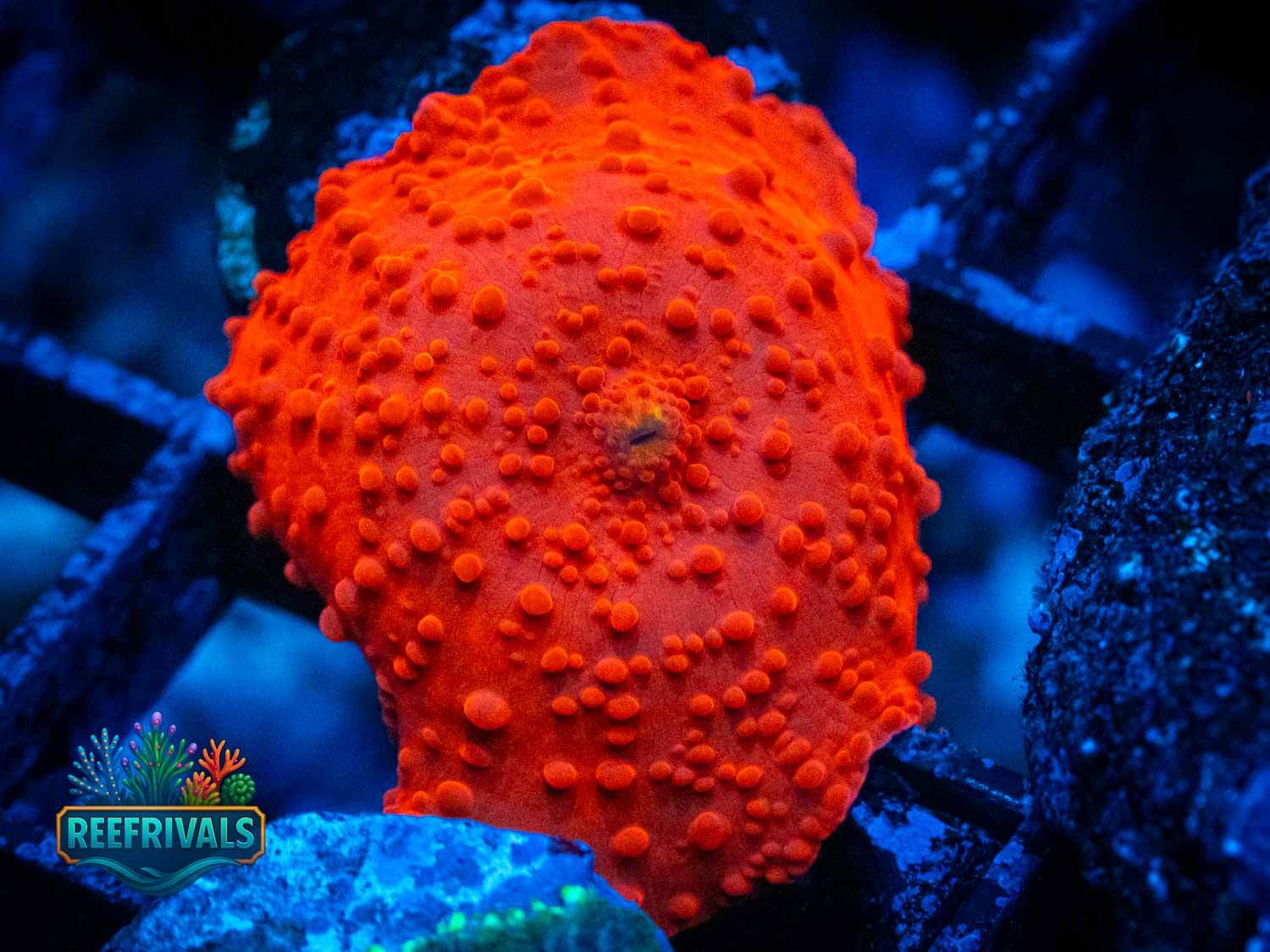Aussie Super Red Mushroom coral image from ReefRivals, listed as Discoma sp. and Mushrooms