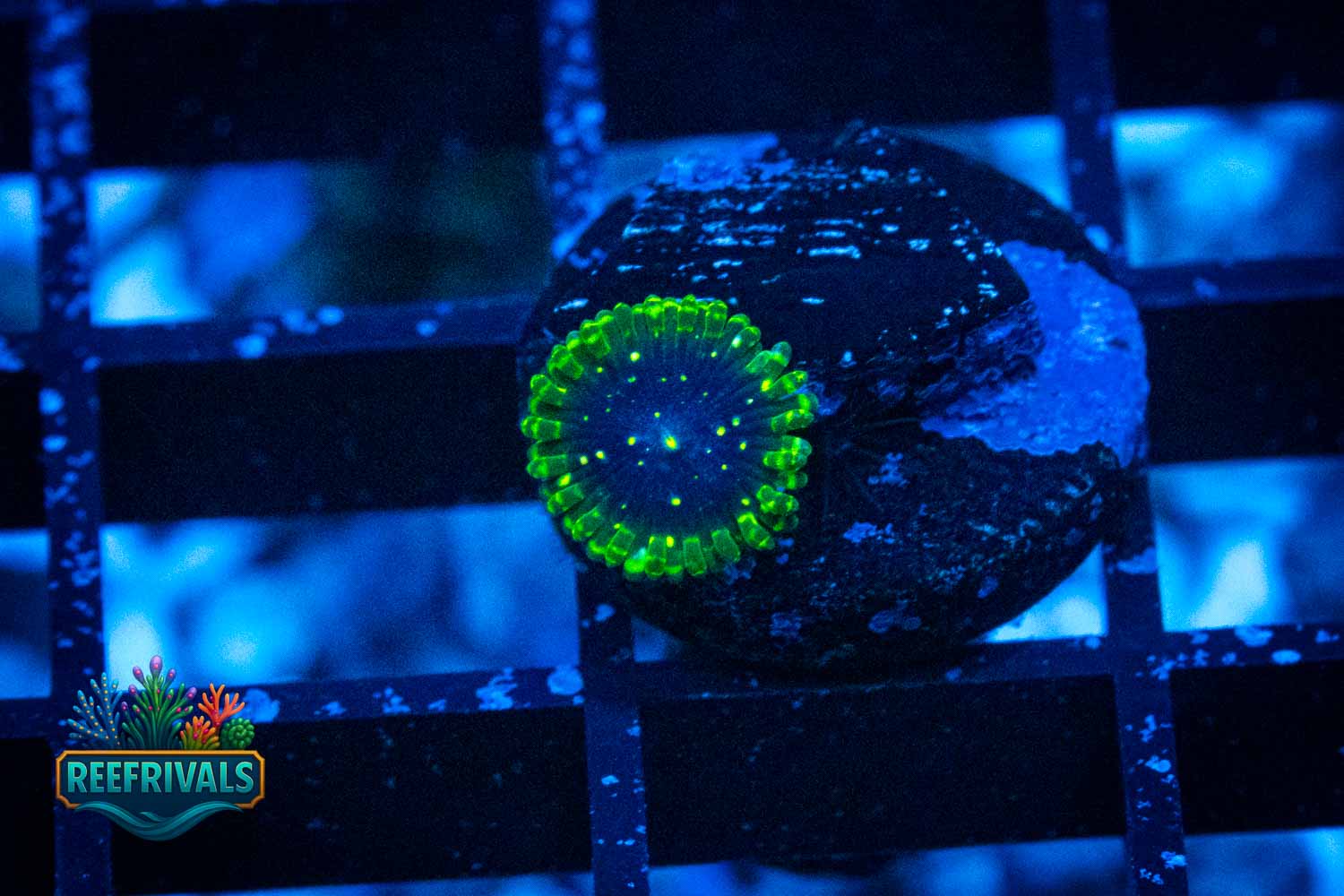 OG Exosphere WYSIWYG coral image | ReefRivals OG Exosphere coral image from ReefRivals, listed as Zoanthus sp. and Zoas