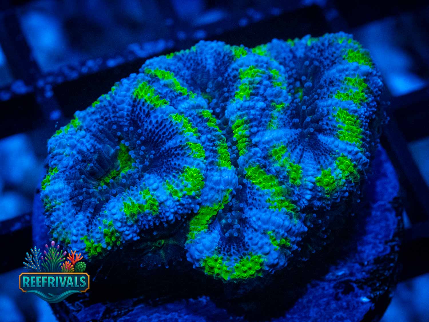 RVL Emerald Nova coral image from ReefRivals, listed as Acanthastrea lordhowensis and Acans