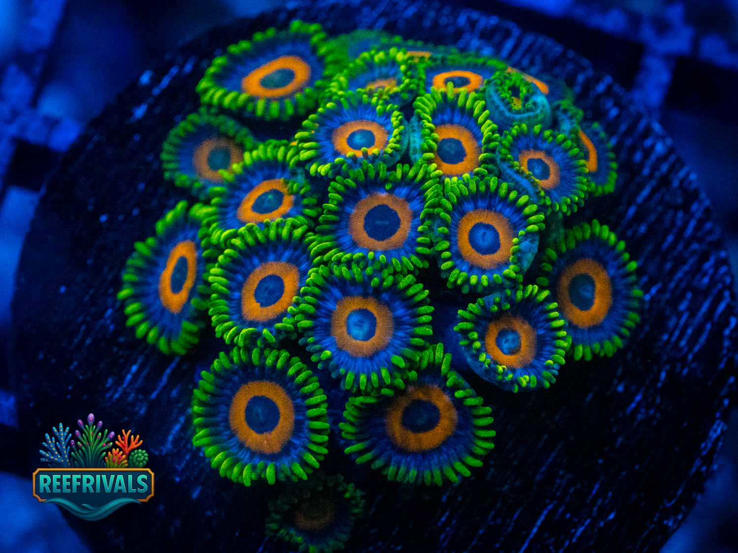 Eagle Eye WYSIWYG coral image | ReefRivals Eagle Eye coral image from ReefRivals, listed as Zoanthus sp. and Zoas