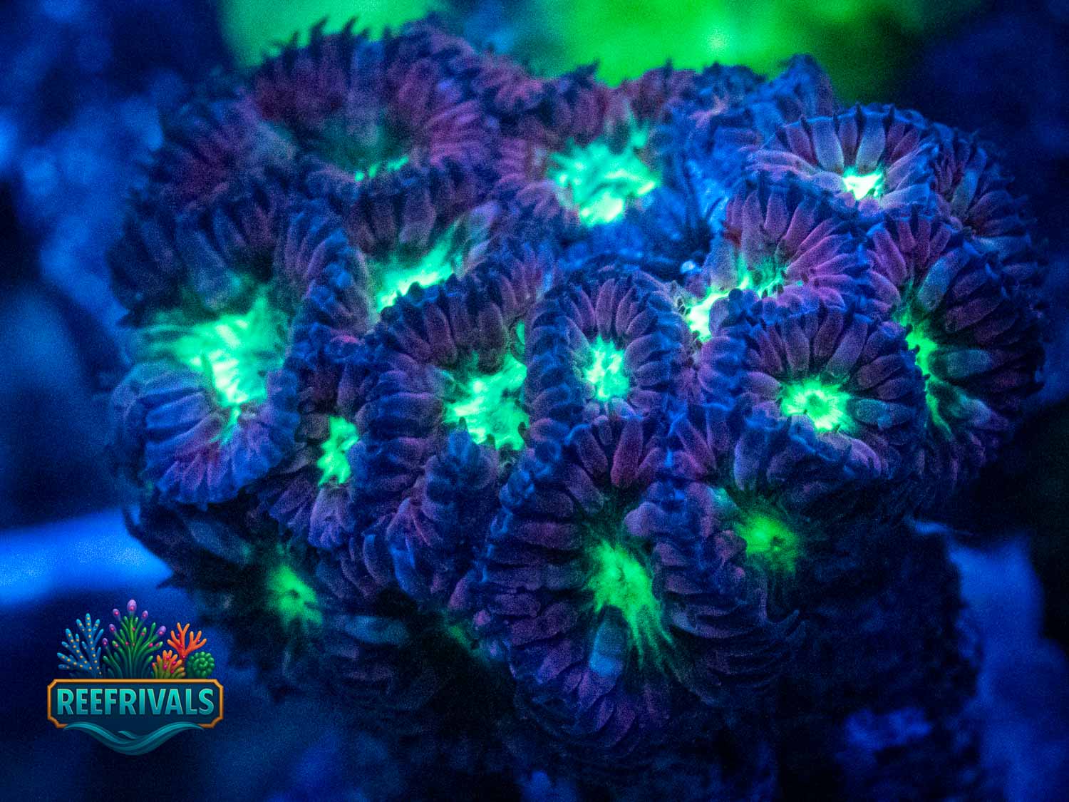Lavender Fields WYSIWYG coral image | ReefRivals Lavender Fields coral image from ReefRivals, listed as Blastomussa wellsi and LPS Fleshy