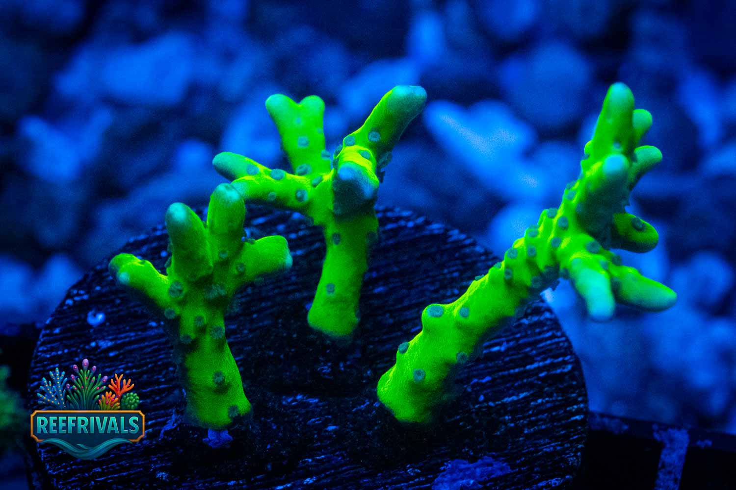 Green Goblin Anacropora WYSIWYG coral image | ReefRivals Green Goblin Anacropora coral image from ReefRivals, listed as Anacropora sp. and SPS Branching