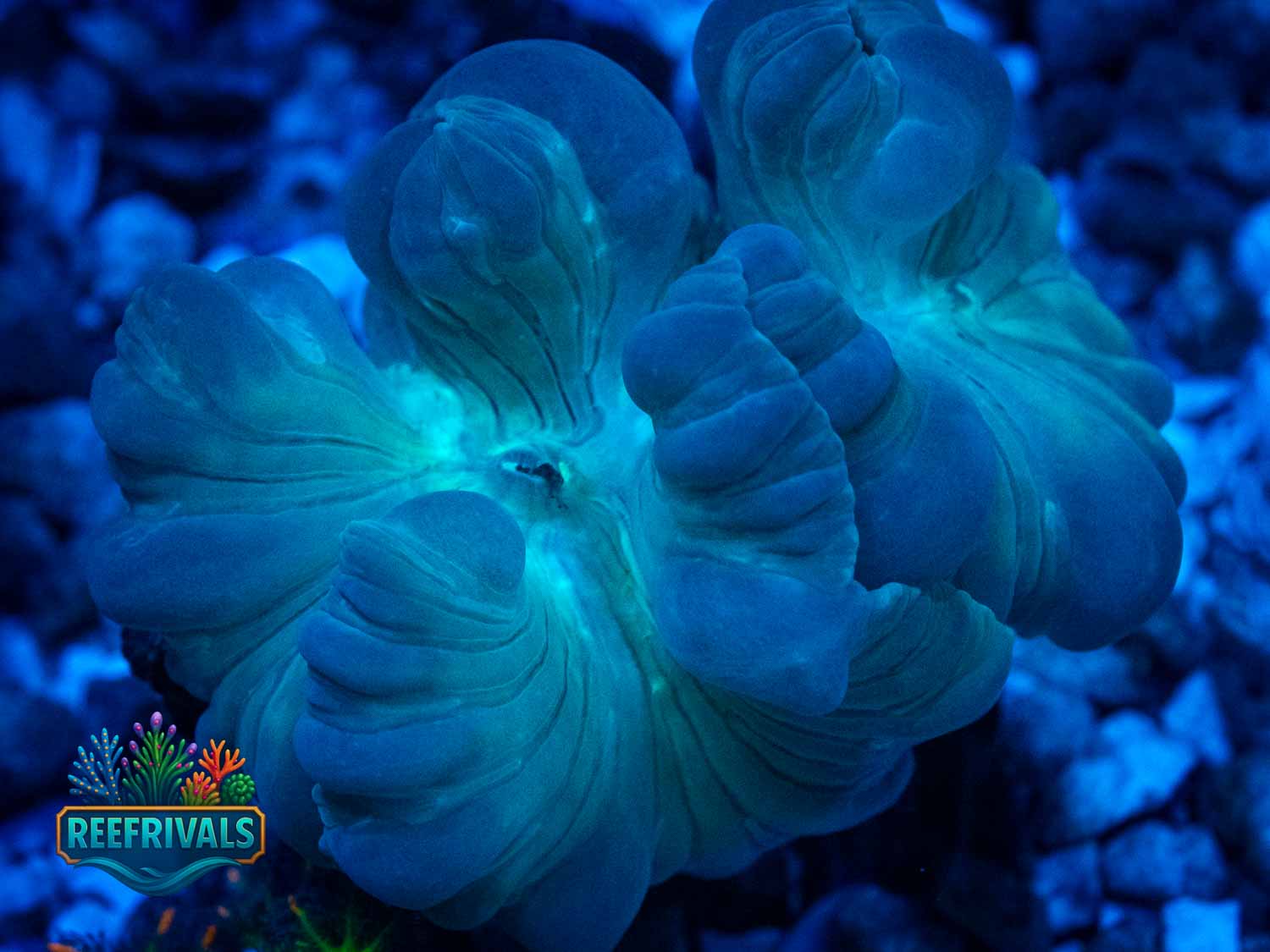 Fox Coral WYSIWYG image | ReefRivals Fox Coral coral image from ReefRivals, listed as Nemenzophyllia turbida and LPS Fleshy