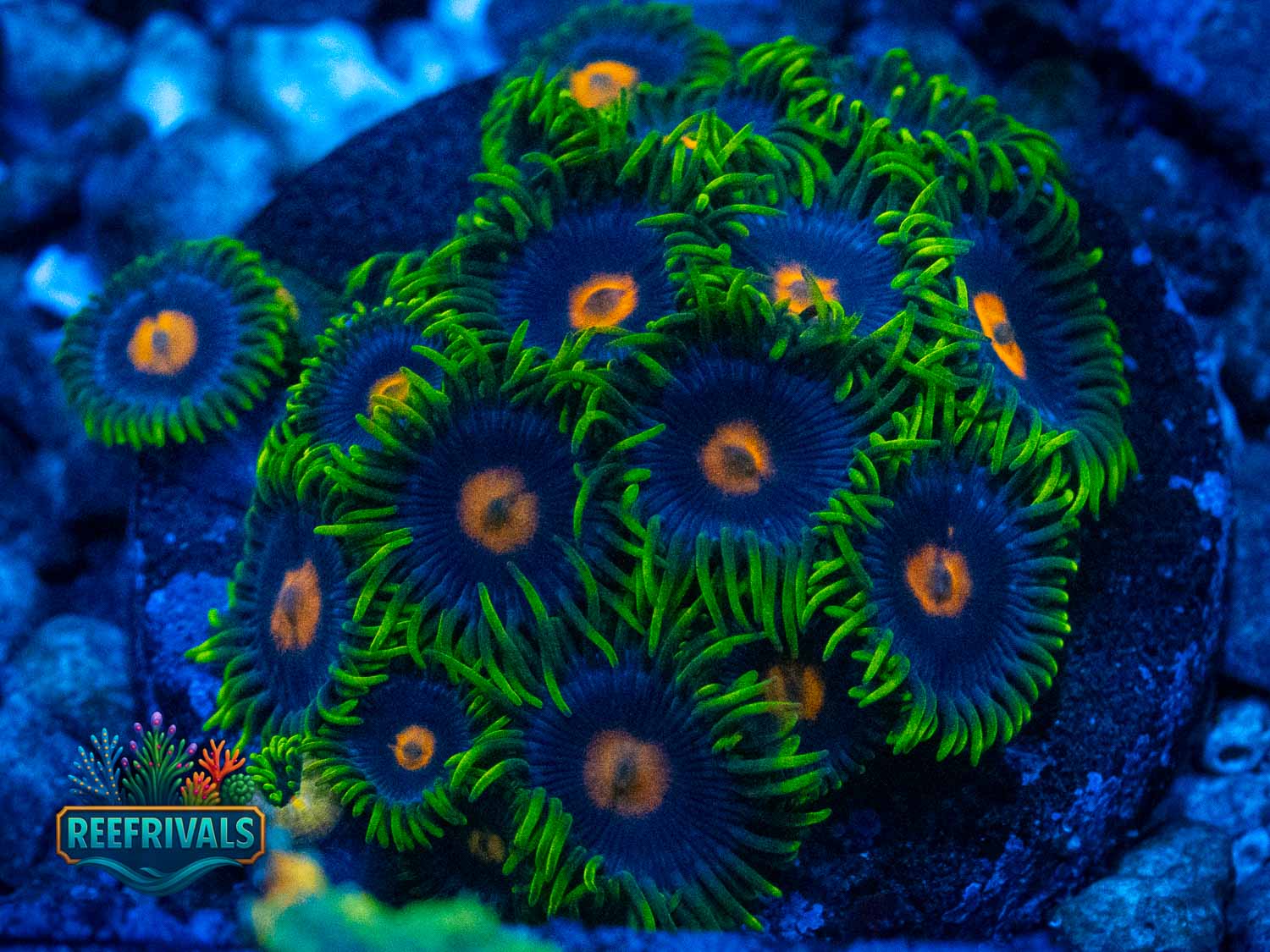 ECC Blow Pop Zoa coral image from ReefRivals, listed as Zoanthus sp. and Zoas