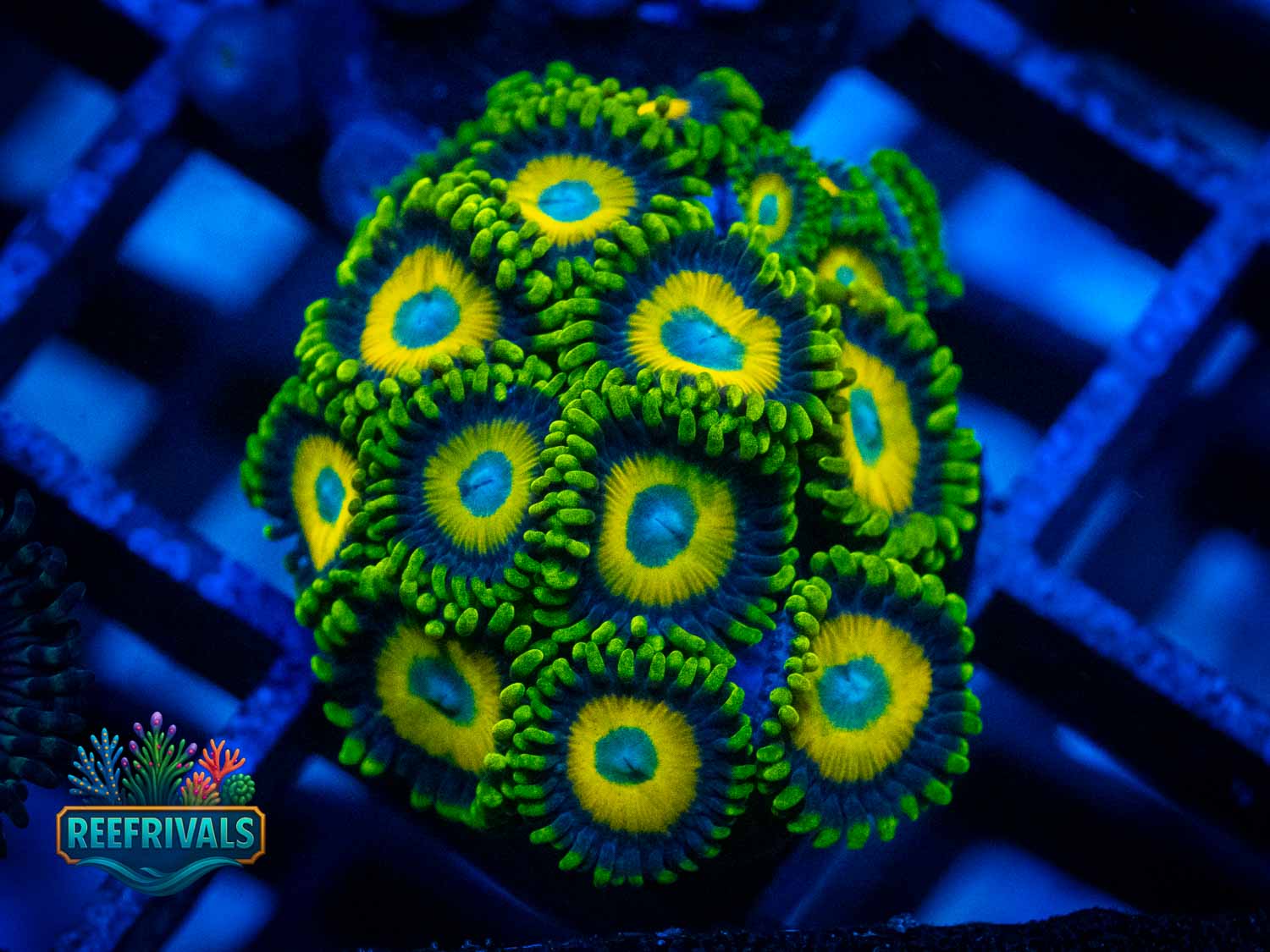 ECC Scrambled Eggs Zoa WYSIWYG coral image | ReefRivals ECC Scrambled Eggs Zoa coral image from ReefRivals, listed as Zoanthus sp. and Zoas