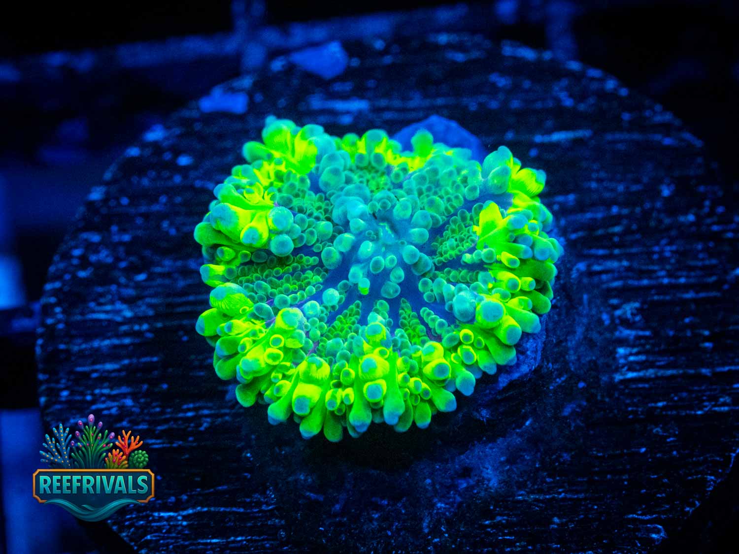 RVL Gooey Gumdrop coral image from ReefRivals, listed as Ricordea yuma and Mushrooms