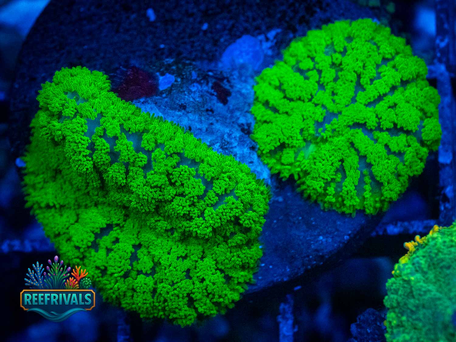Radioactive Broccolini coral image from ReefRivals, listed as Discoma Sp. and Soft Coral