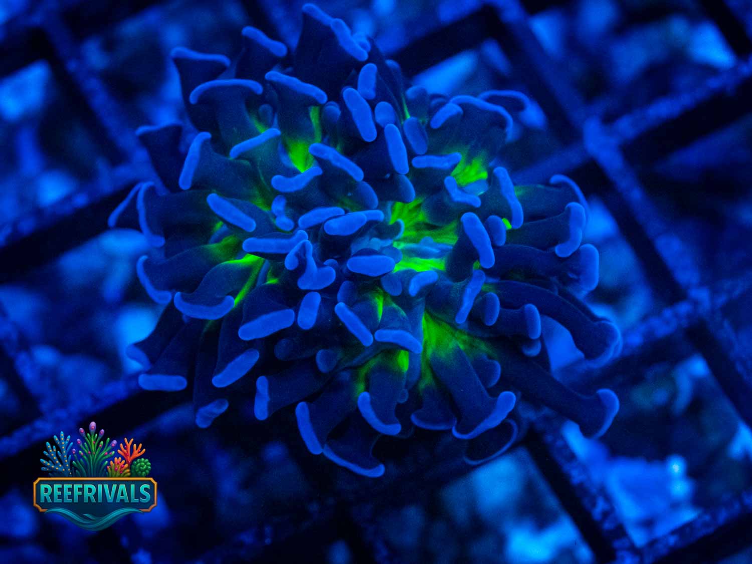 ECC Prince of Darkness WYSIWYG coral image | ReefRivals ECC Prince of Darkness coral image from ReefRivals, listed as Euphyllia ancora and Hammers