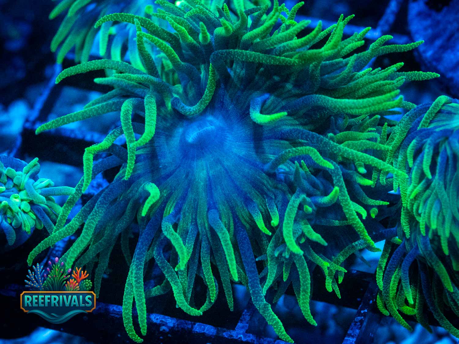 TSA BooBerry WYSIWYG coral image | ReefRivals TSA BooBerry coral image from ReefRivals, listed as Duncanopsammia axifuga and Duncans