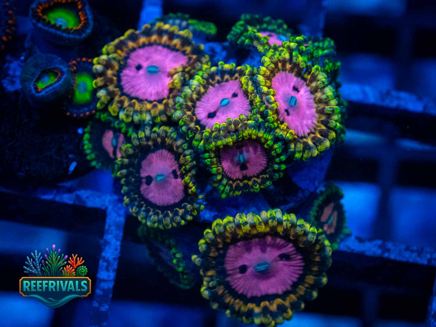 Pink Diamonds coral image from ReefRivals, listed as Zoanthus sp. and Zoas