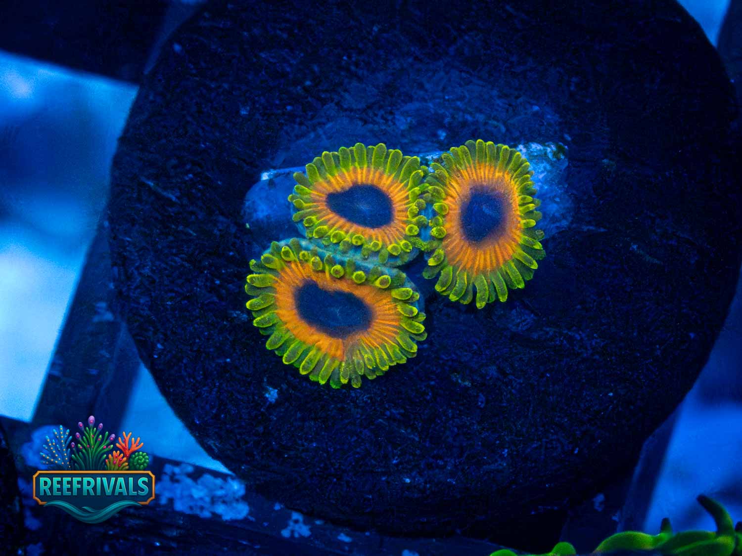 Great Owl WYSIWYG coral image | ReefRivals Great Owl coral image from ReefRivals, listed as Zoanthus sp. and Zoas