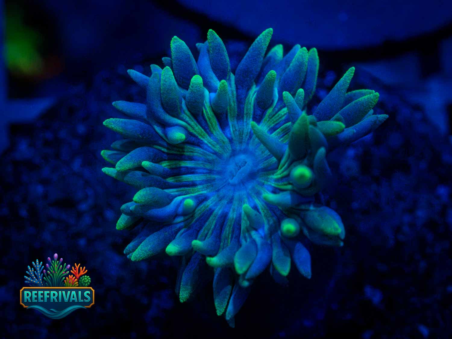 RVL Electric Glowstick WYSIWYG coral image | ReefRivals RVL Electric Glowstick coral image from ReefRivals, listed as Duncanopsammia axifuga and Duncans