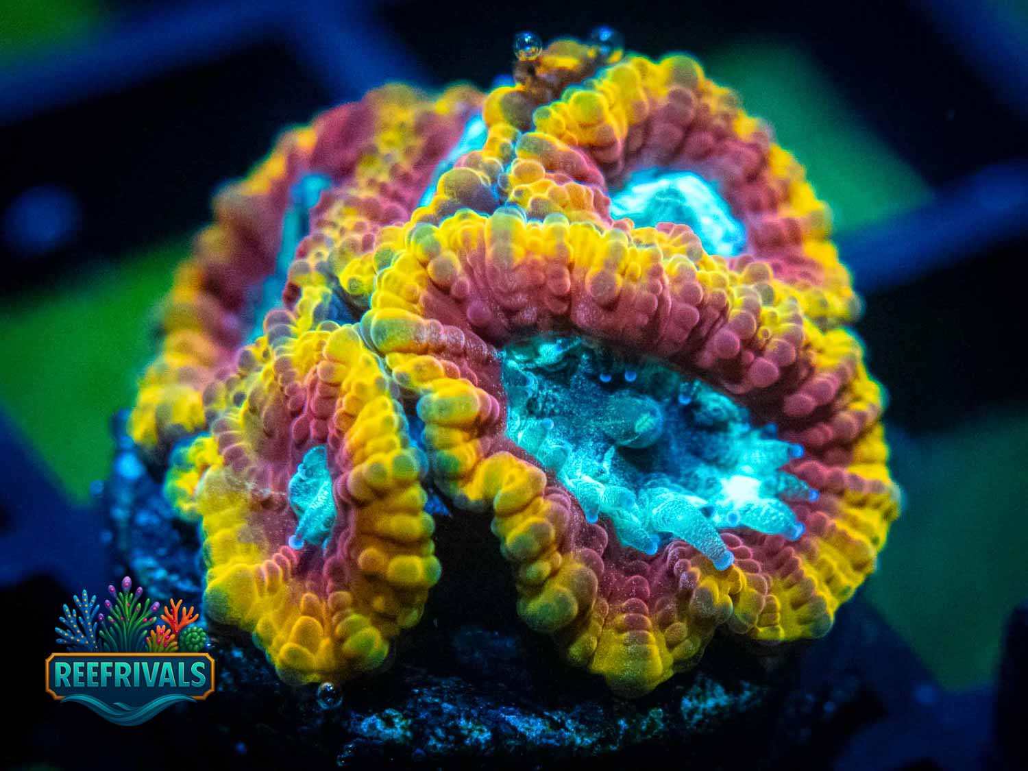 TSA Ultron Favia WYSIWYG coral image | ReefRivals TSA Ultron Favia coral image from ReefRivals, listed as Favia spp. and Favias