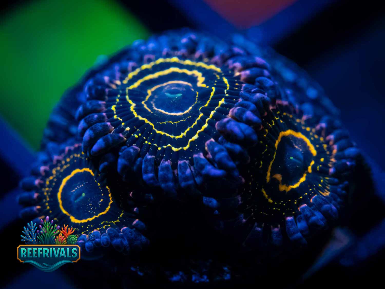 OG Stratosphere coral image from ReefRivals, listed as Zoanthus sp. and Zoas
