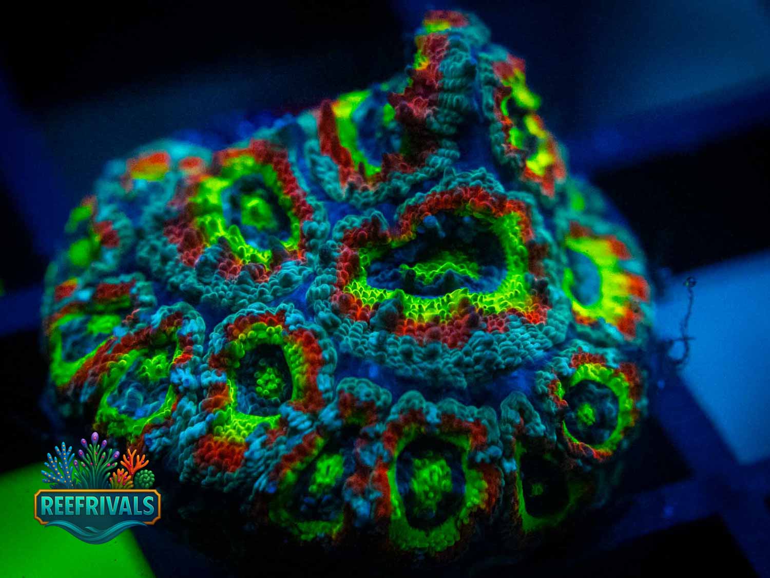 ECC Holy Grail Micromussa WYSIWYG coral image | ReefRivals ECC Holy Grail Micromussa coral image from ReefRivals, listed as Micromussa lordhowensis and Acans