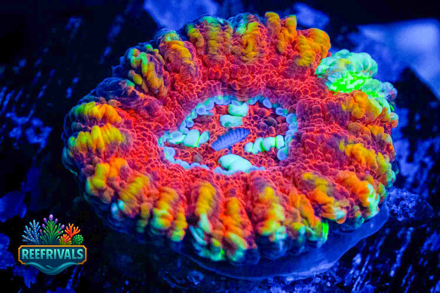 Ultra Button Scoly WYSIWYG coral image | ReefRivals Ultra Button Scoly coral image from ReefRivals, listed as Scolymia australis and LPS Fleshy