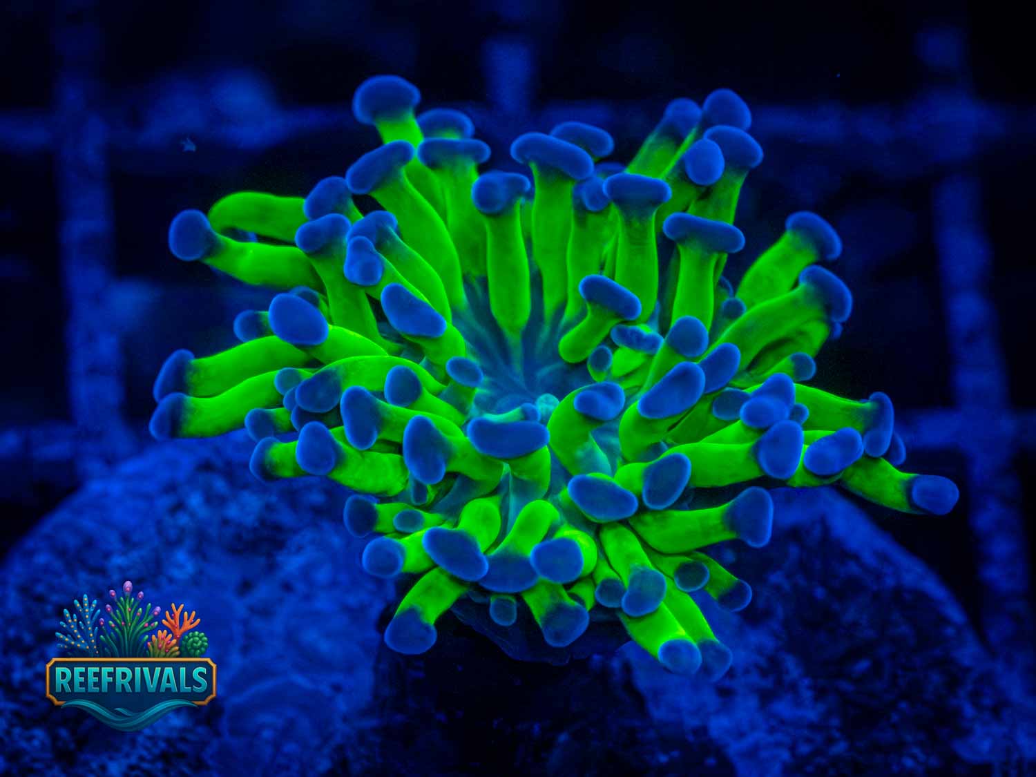 ARC Neon Hammer coral image from ReefRivals, listed as Euphyllia sp. and Hammers