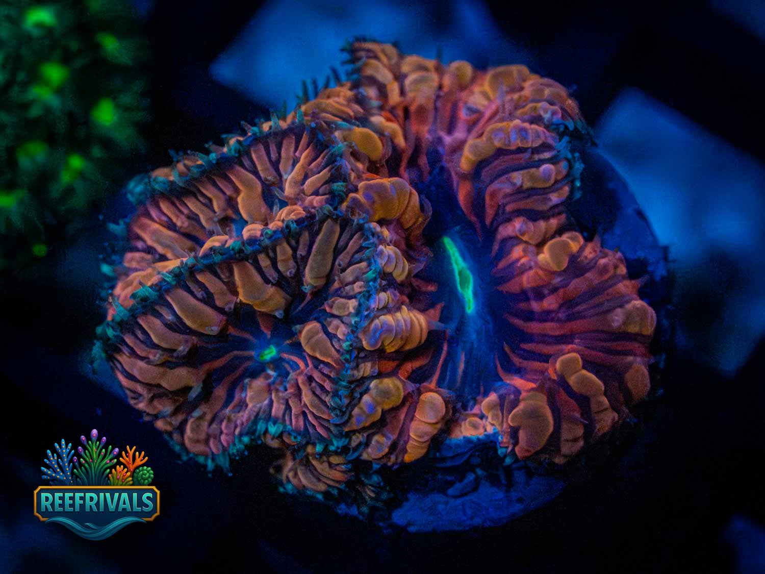 RVL Black Widow Blasto coral image from ReefRivals, listed as Blastomussa wellsi and LPS Fleshy