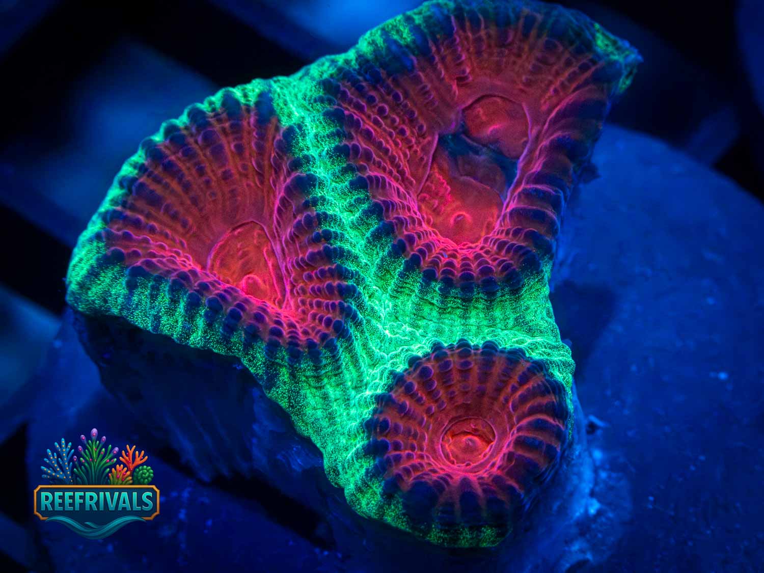 Watermelon Favia WYSIWYG coral image | ReefRivals Watermelon Favia coral image from ReefRivals, listed as Favia sp. and Favias