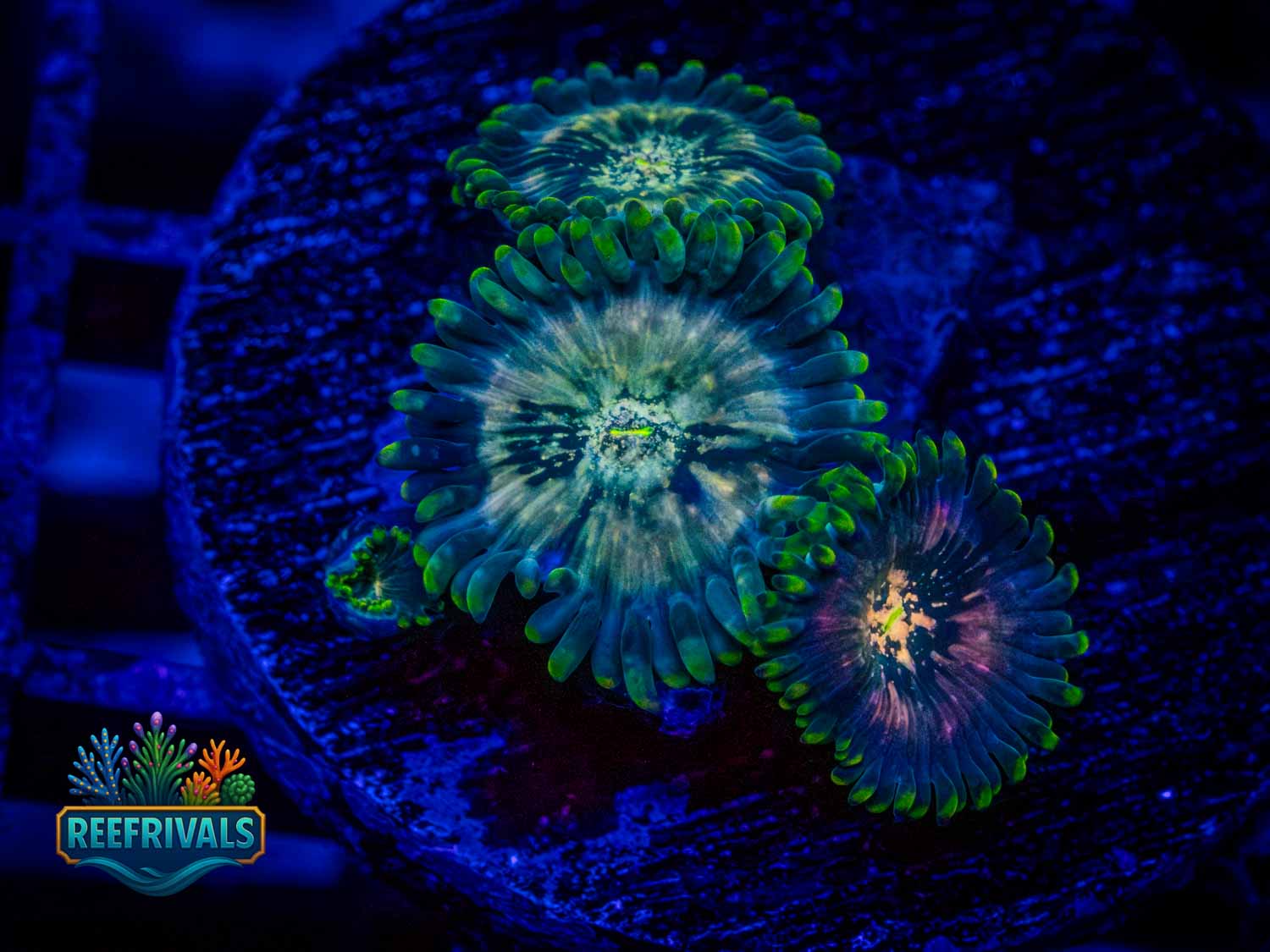 WWC Hawaiian Ding Dang coral image from ReefRivals, listed as Zoanthus sp. and Zoas