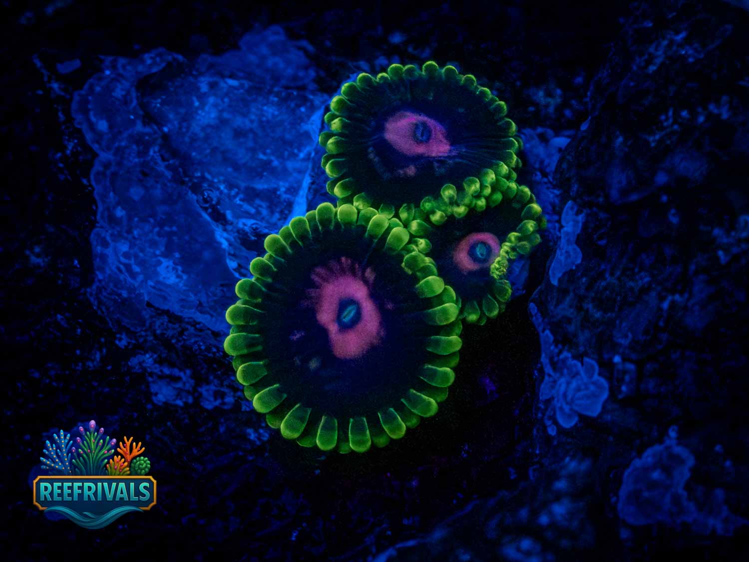 Scarlet Fever coral image from ReefRivals, listed as Zoanthus sp. and Zoas
