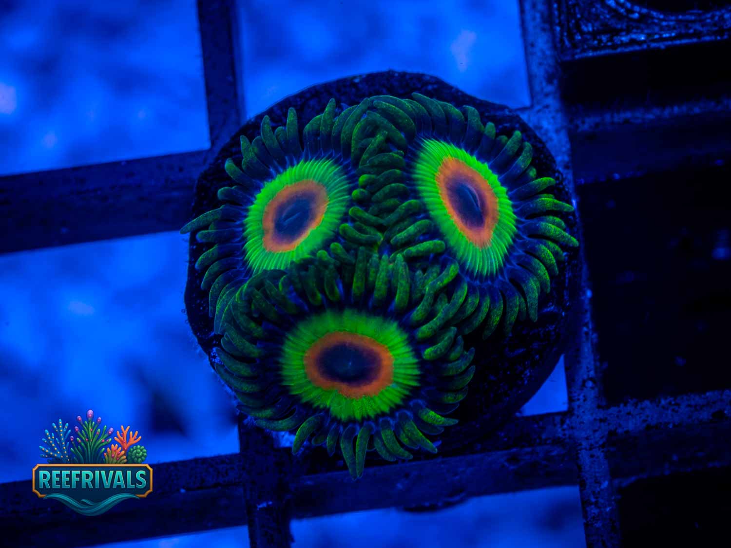 Rasta WYSIWYG coral image | ReefRivals Rasta coral image from ReefRivals, listed as Zoanthus sp. and Zoas
