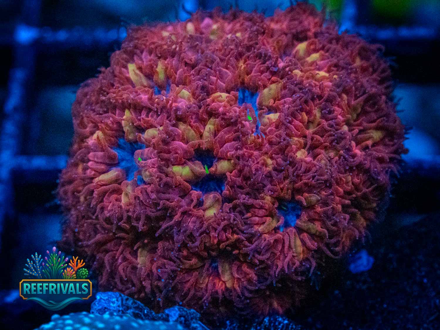 Blue Raven Blasto WYSIWYG coral image | ReefRivals Blue Raven Blasto coral image from ReefRivals, listed as Blastomussa wellsi and LPS Fleshy