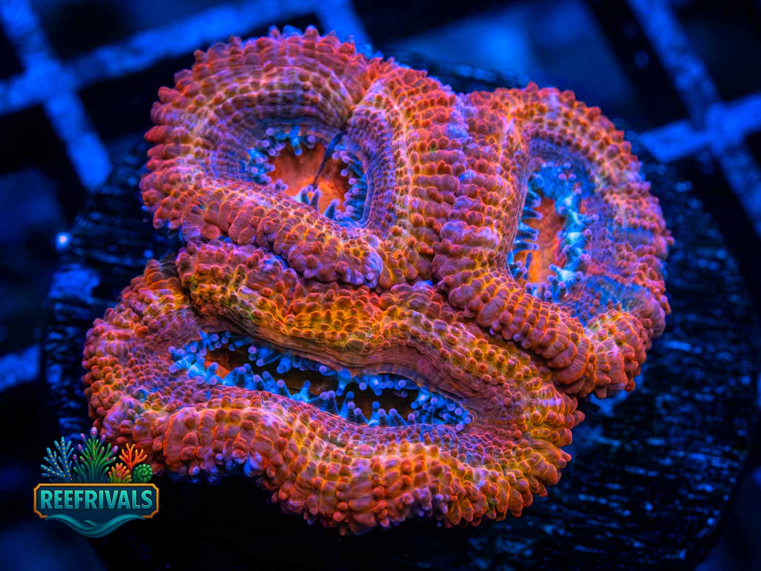 RVL Fire and Ice WYSIWYG coral image | ReefRivals RVL Fire and Ice coral image from ReefRivals, listed as Acanthastrea lordhowensis and Acans