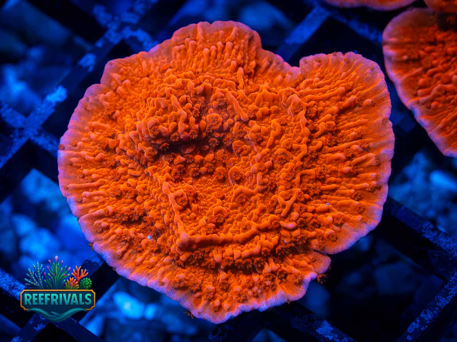 Red Candy Cap WYSIWYG coral image | ReefRivals Red Candy Cap coral image from ReefRivals, listed as Montipora capricornis and Montis