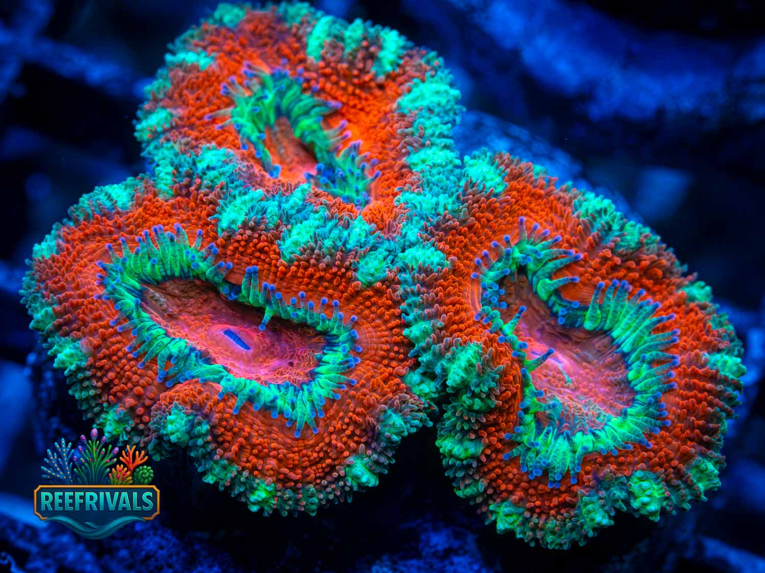 RVL Lava Lime coral image from ReefRivals, listed as Acanthastrea lordhowensis and Acans