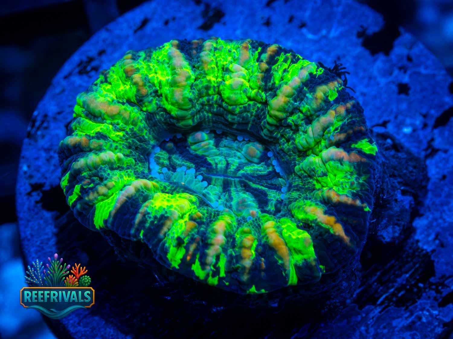 Ultra Button Scoly coral image from ReefRivals, listed as Scolymia australis and LPS Fleshy