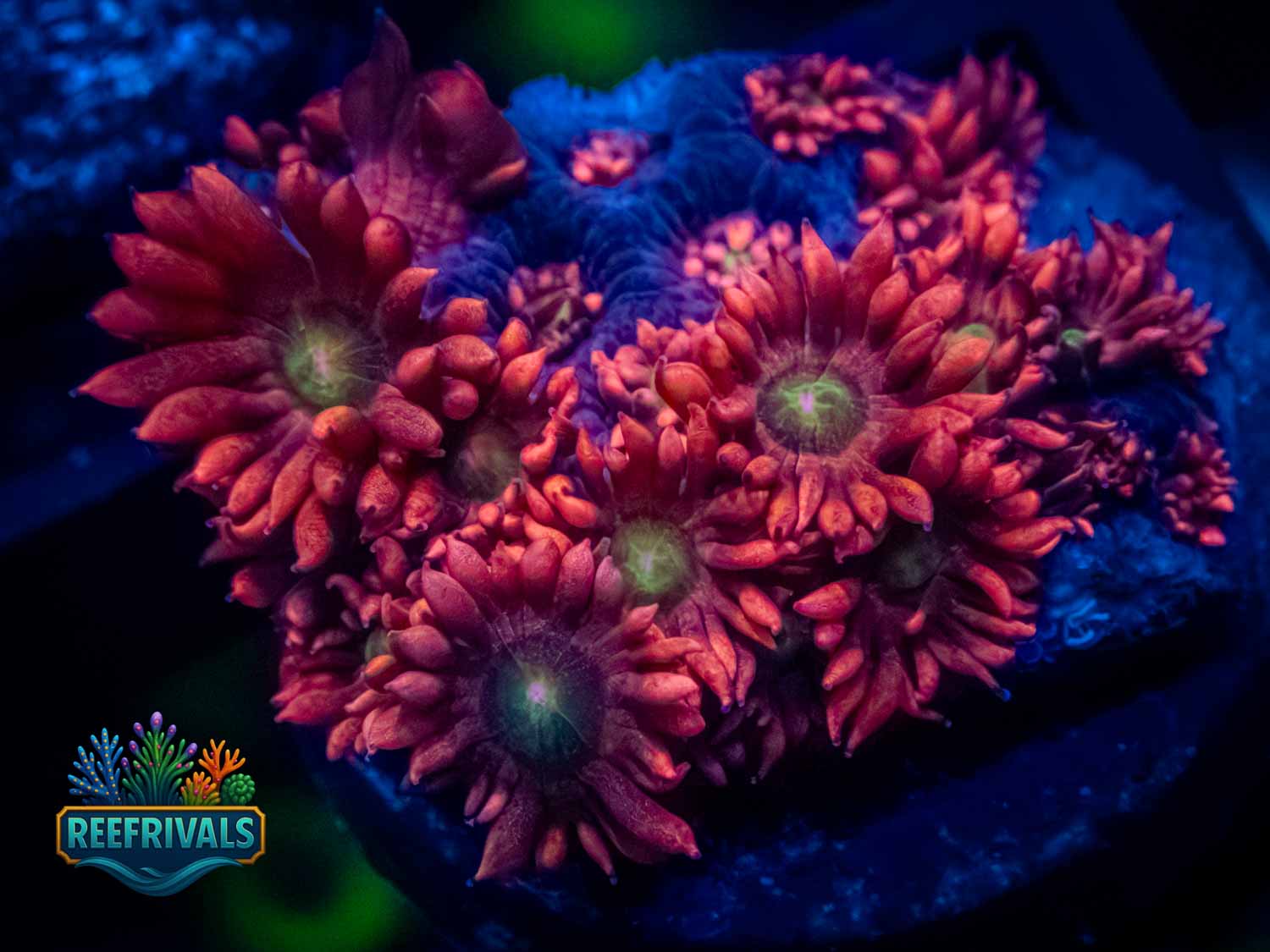 RVL Cherry Bomb Goni WYSIWYG coral image | ReefRivals RVL Cherry Bomb Goni coral image from ReefRivals, listed as Goniopora sp. and Gonis