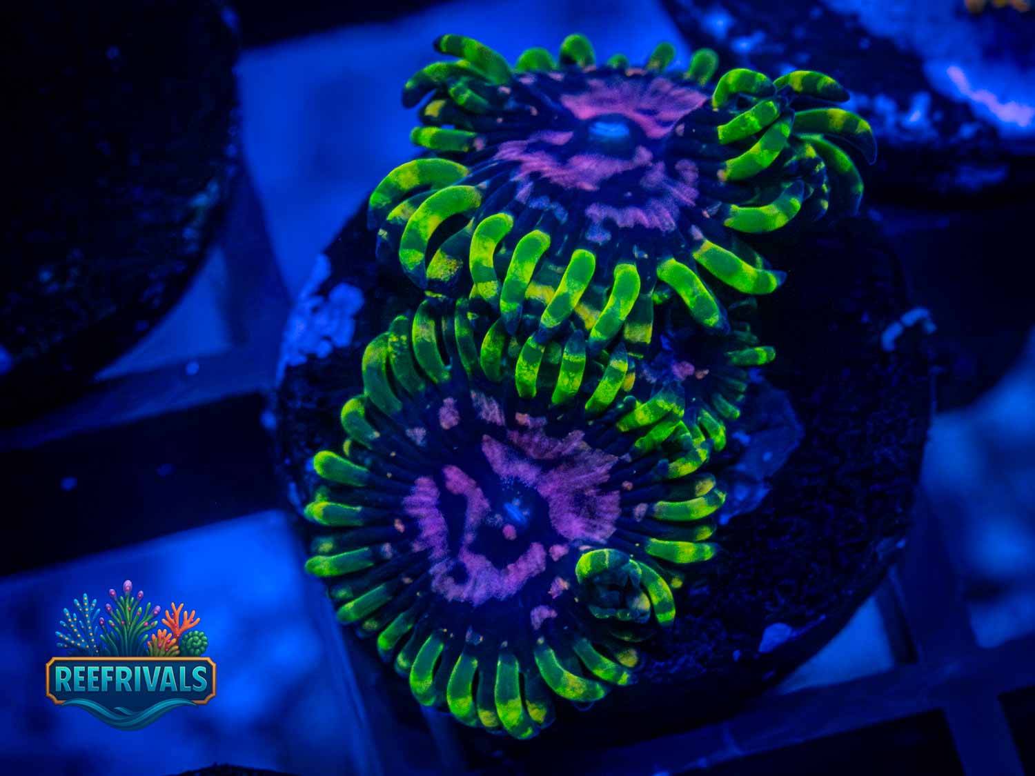 ECC Purple Monsters coral image from ReefRivals, listed as Zoanthus sp. and Zoas