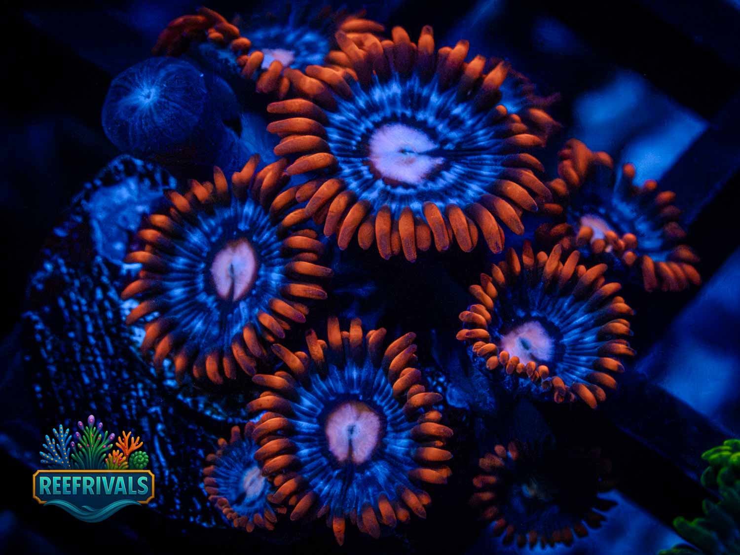 WWC Fire and Ice Zoa WYSIWYG coral image | ReefRivals WWC Fire and Ice Zoa coral image from ReefRivals, listed as Zoanthus sp. and Zoas
