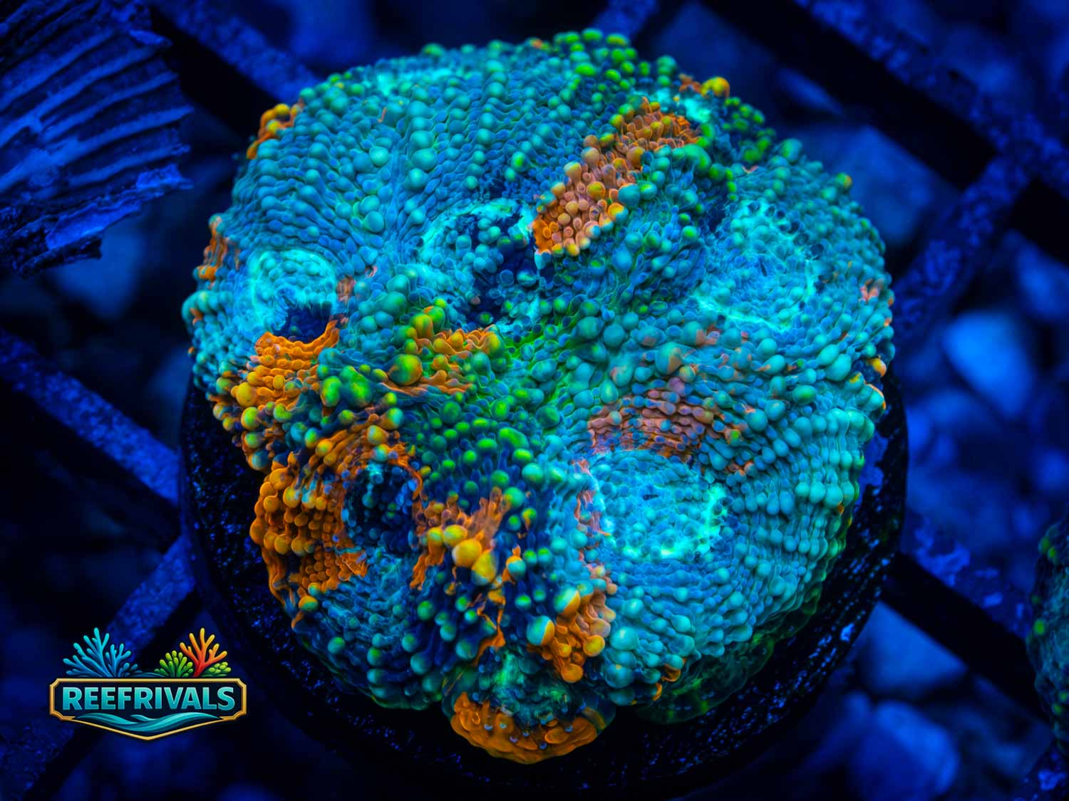 WWC Chemical Romance WYSIWYG coral image | ReefRivals WWC Chemical Romance coral image from ReefRivals, listed as Acanthastrea echinata and Acans