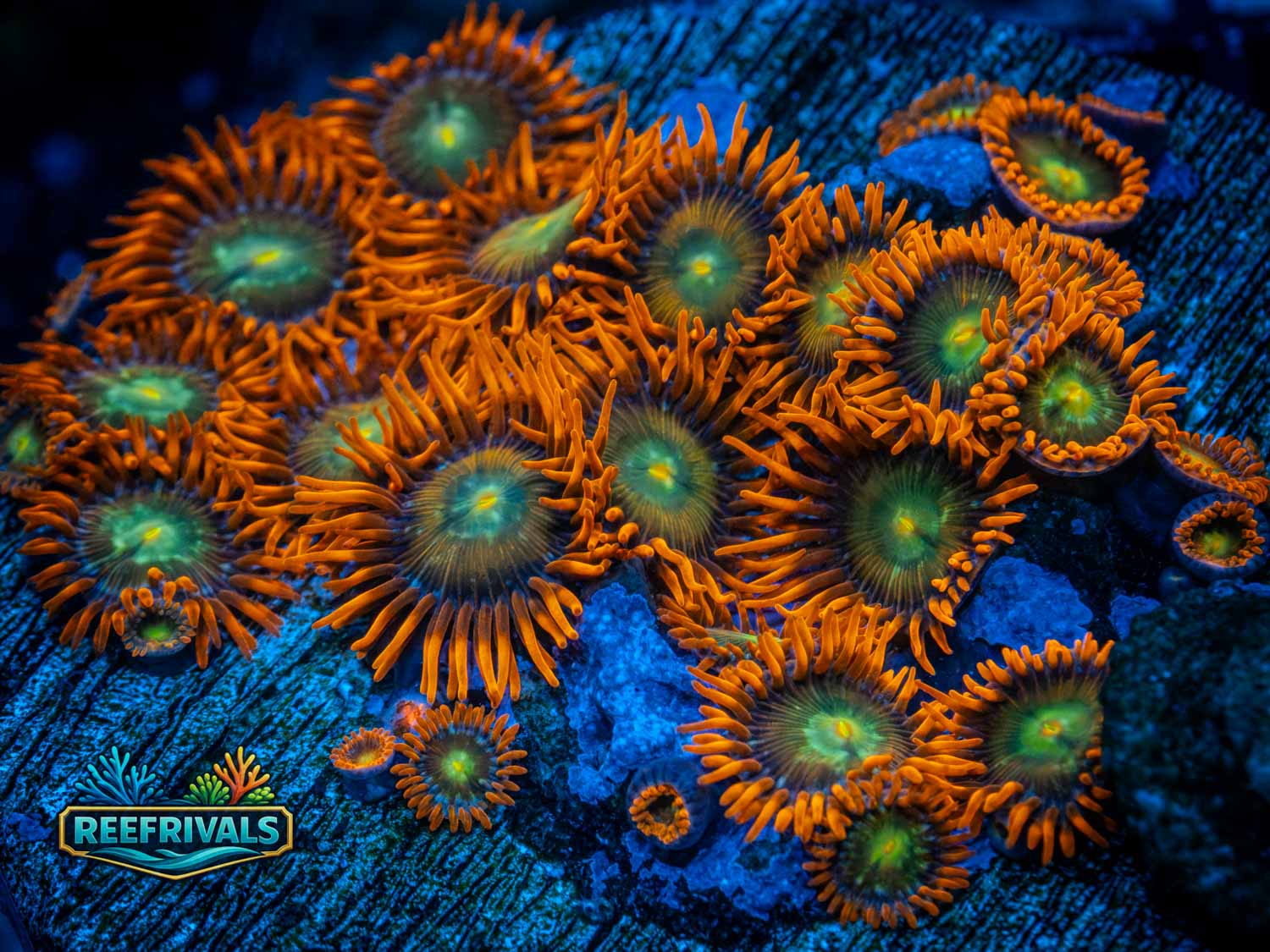 Solar Fusion (Mother Colony) WYSIWYG coral image | ReefRivals Solar Fusion (Mother Colony) coral image from ReefRivals, listed as Zoanthus sp. and Zoas