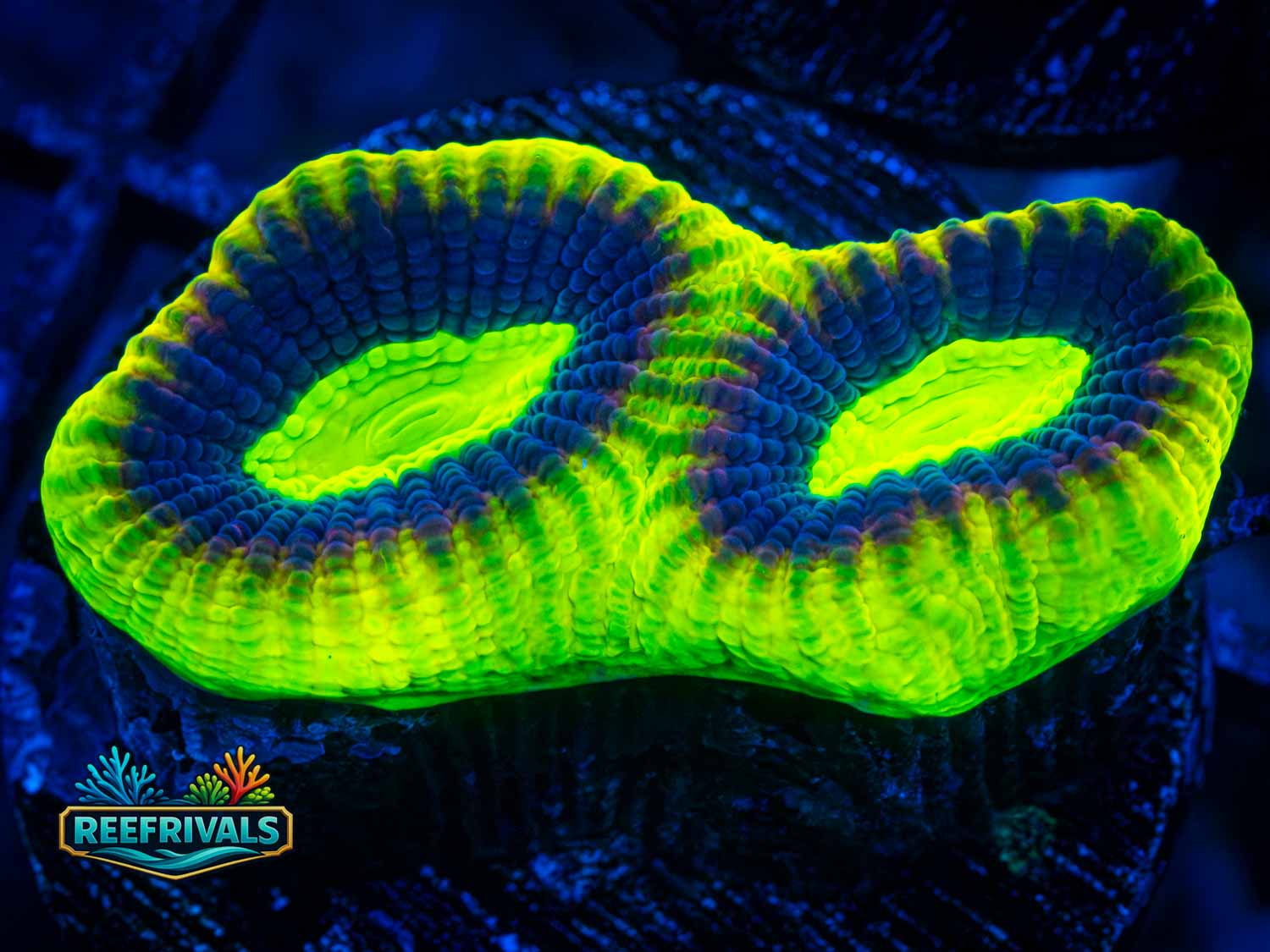 RVL Alien Eyes Favia coral image from ReefRivals, listed as Favia sp. and Favias