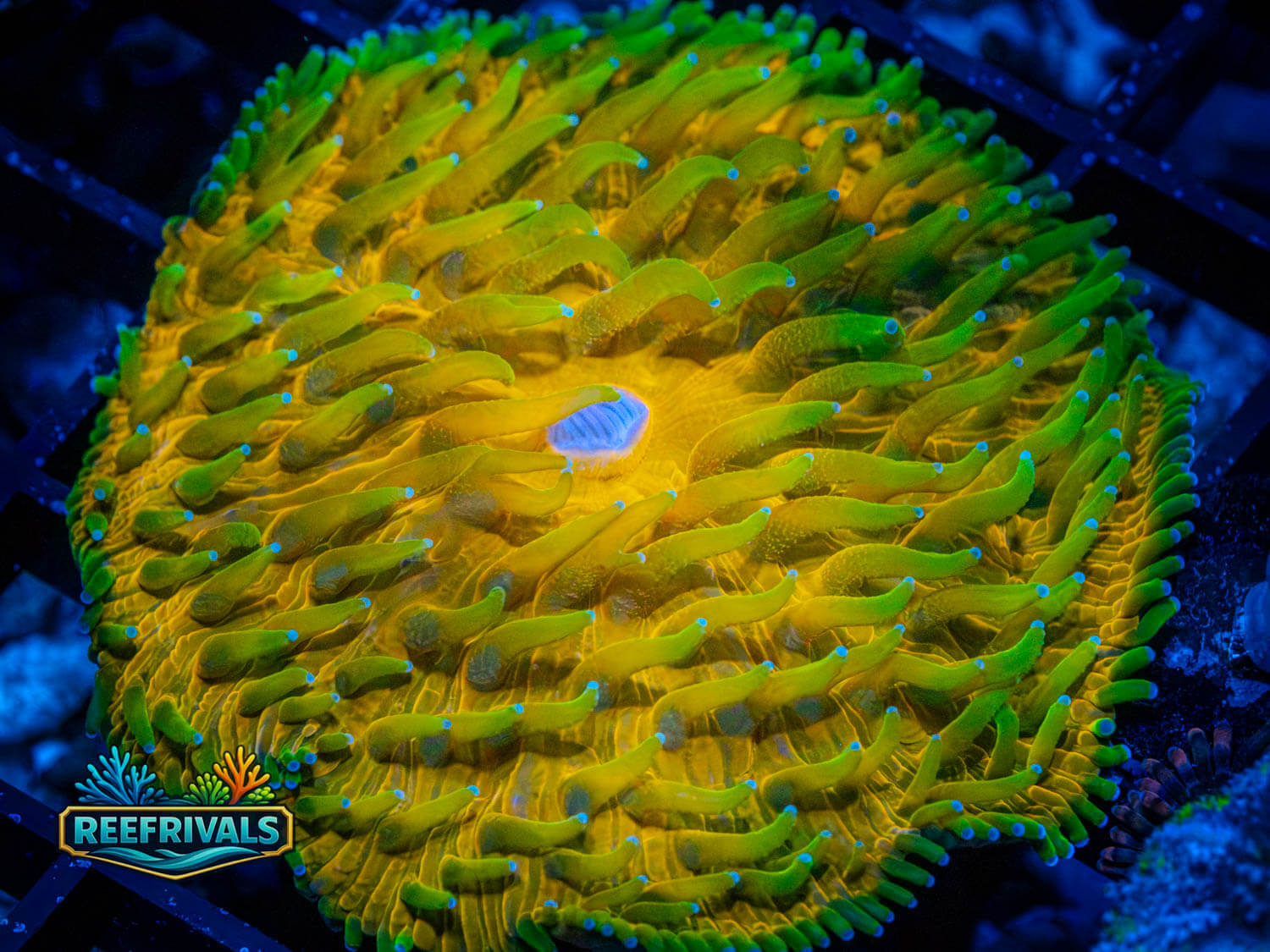 RVL Electric Pickle Fungia WYSIWYG coral image | ReefRivals RVL Electric Pickle Fungia coral image from ReefRivals, listed as Fungia sp. and LPS Fleshy