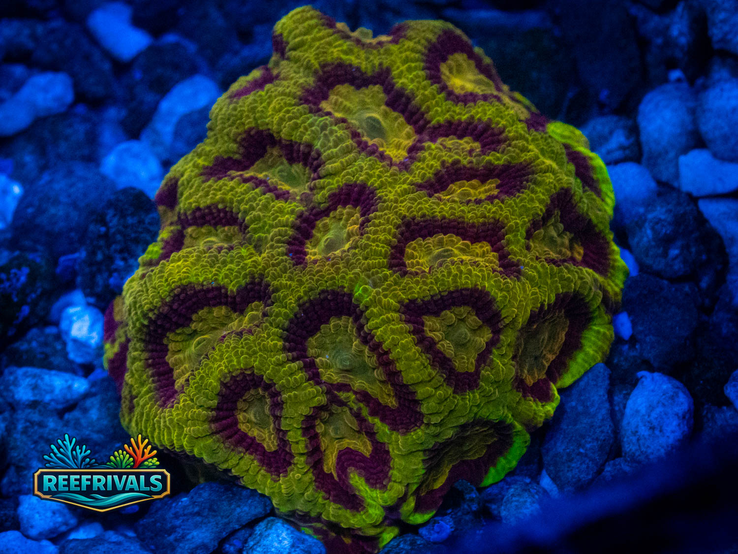 RVL Scorpion King Favia coral image from ReefRivals, listed as Favia sp. and Favias