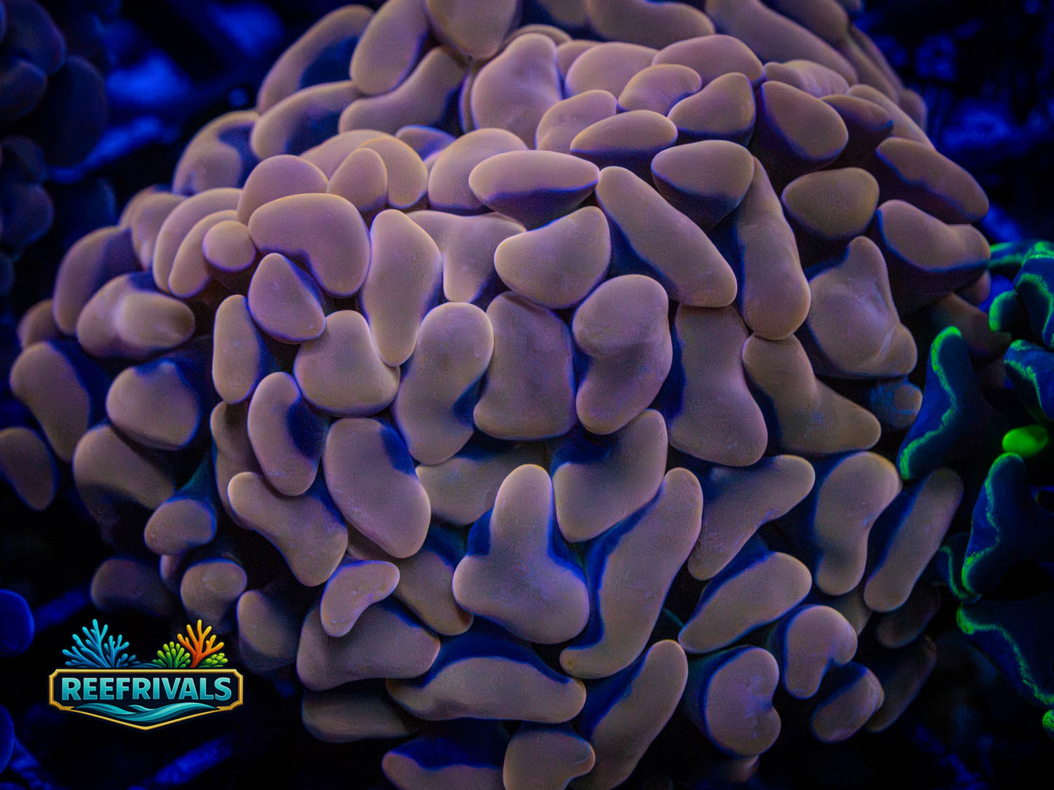RVL Princess Peach Hammer WYSIWYG coral image | ReefRivals RVL Princess Peach Hammer coral image from ReefRivals, listed as Euphyllia ancora and LPS Fleshy
