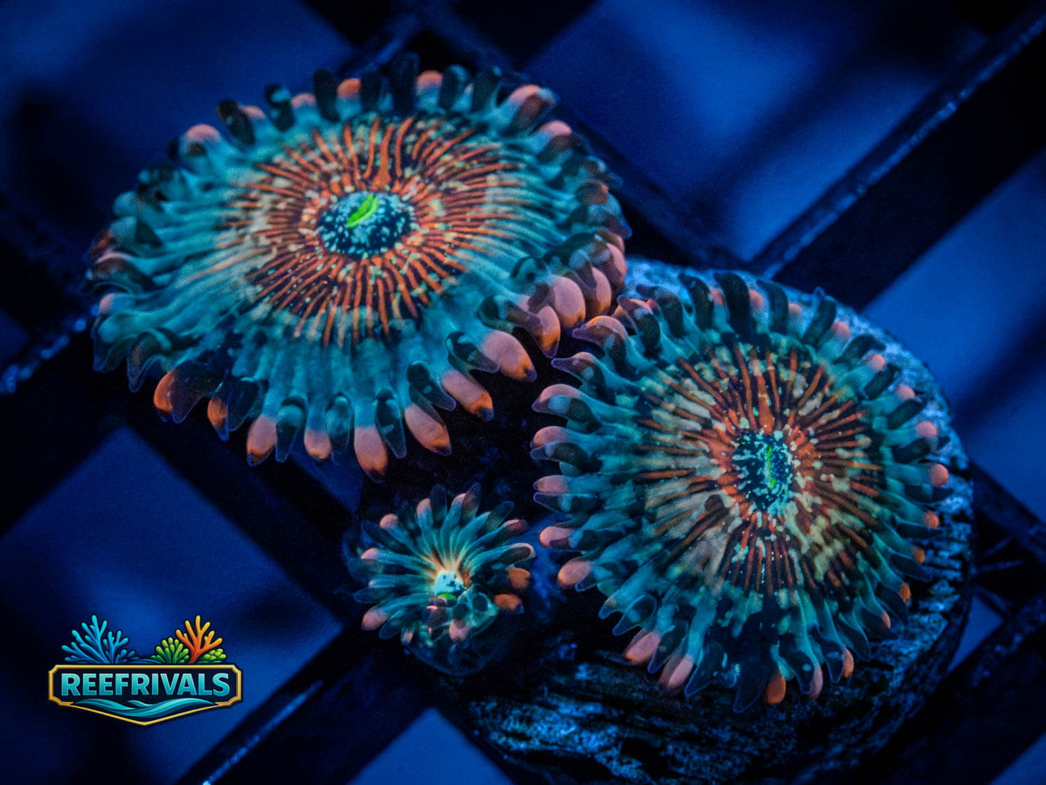 ECC Seduction PE Zoa coral image from ReefRivals, listed as Zoanthus sp. and Zoas