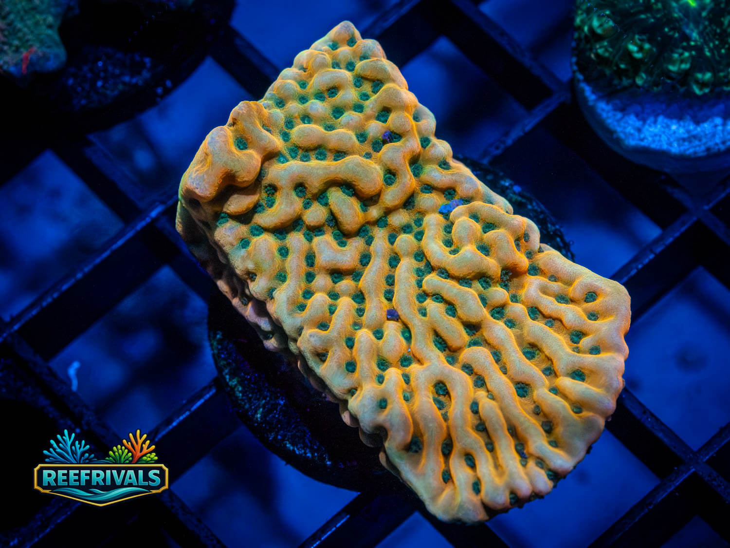ASD Rainbow Phoenix Monti WYSIWYG coral image | ReefRivals ASD Rainbow Phoenix Monti coral image from ReefRivals, listed as Montipora sp. and Montis